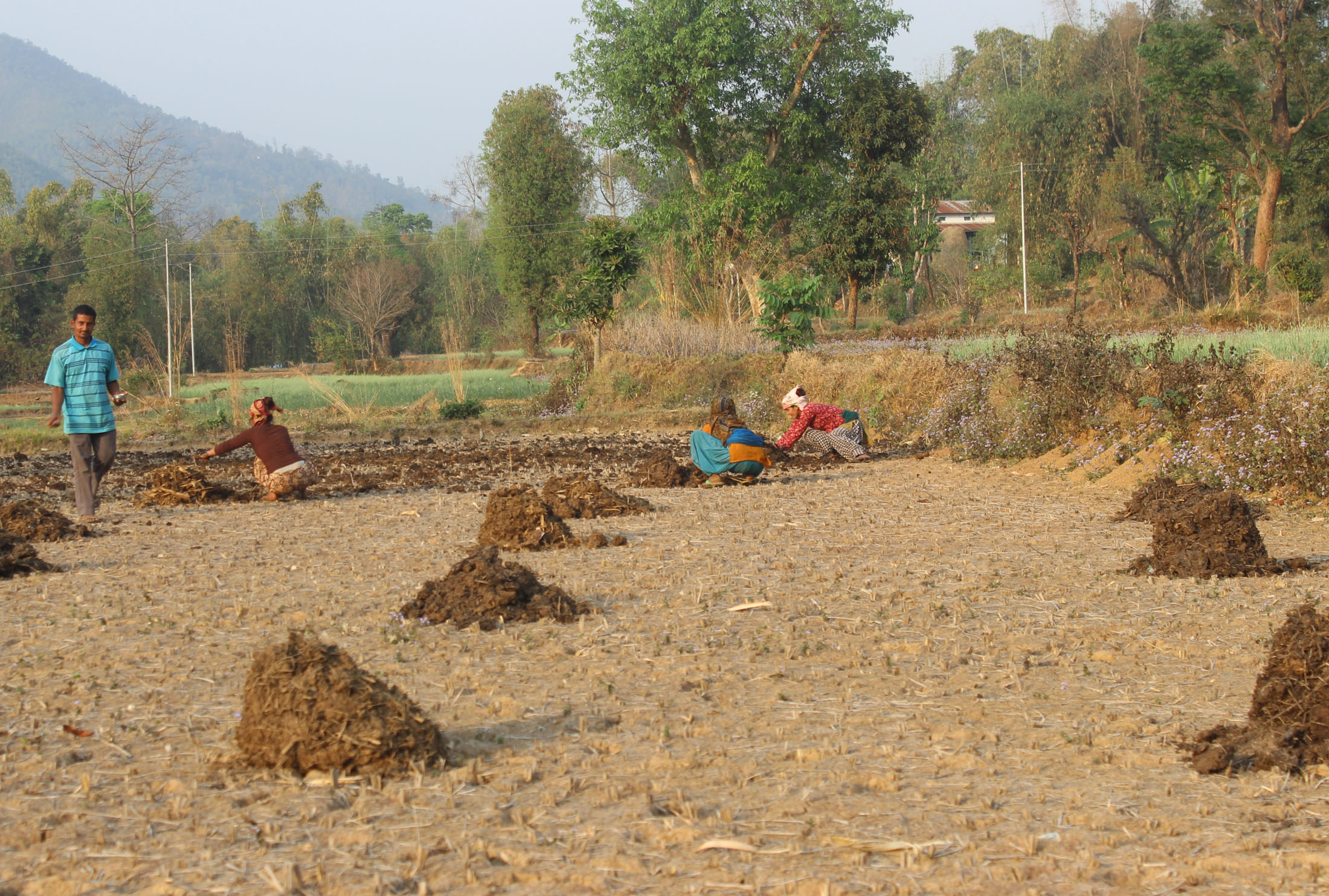 जनप्रतिनिधिको मनोमानी, कृषिमा कन्जुस्याईं